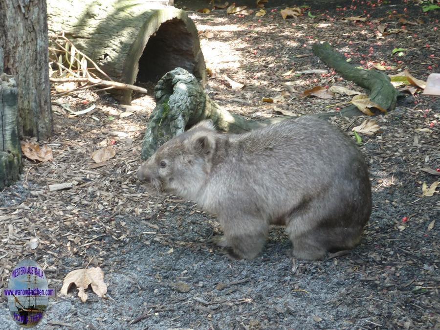 Wombat